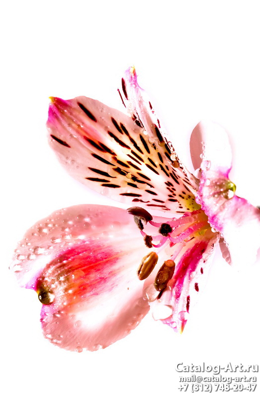 Pink lilies 21